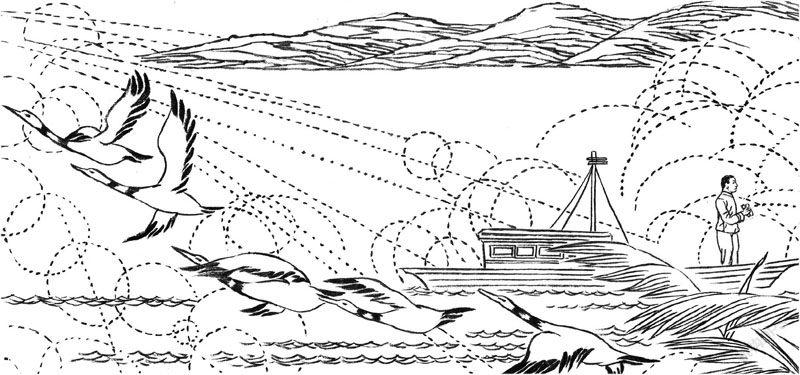 小说节选:飞翔的鸟