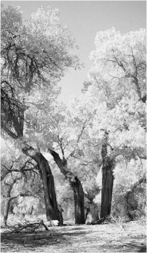 生活随笔:将军楼公园的胡杨林