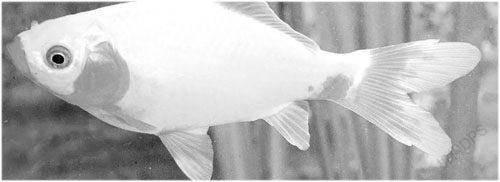 生活随笔:幼时养的宠物