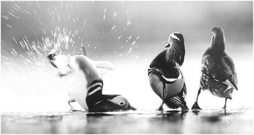 生活随笔:鸟的天空