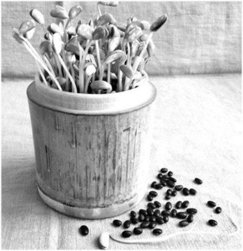 精选散文:一道农村菜