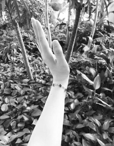 游记笔会:荒野古茶树