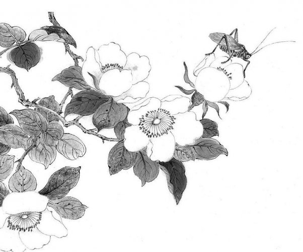 游记笔会:老树茶叶