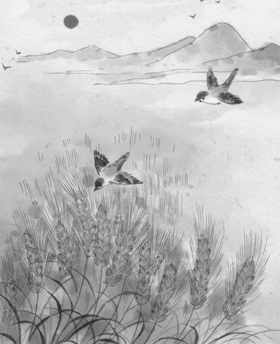 生活随笔：麦黄时节