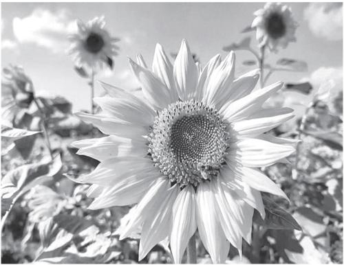 生活随笔：认真地跑步