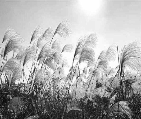 文化散文:战场,一个让梦不再安宁的地方