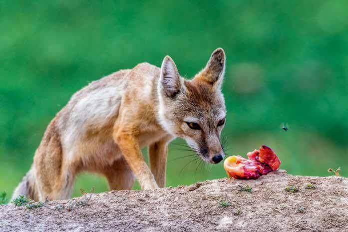 长焦镜头防抖功能使用技巧