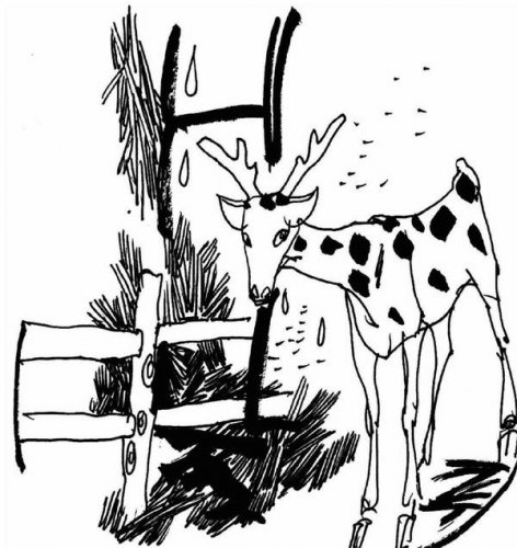 一头鹿的生死轮回