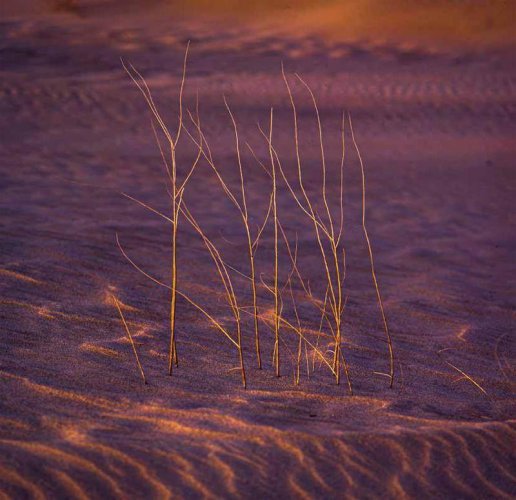 库姆塔格——存放着大地羽毛的地方