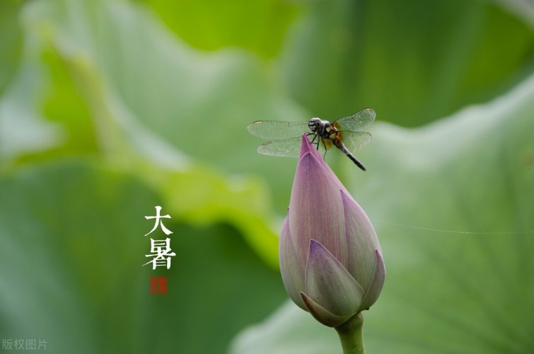 大暑将至 吃哪些食物滋补不上火 营养又丰富？