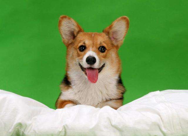 动物故事:一条军犬