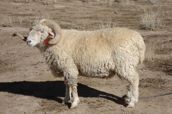 动物故事：小黑和小白