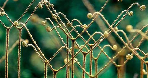 用影像为自然讴歌