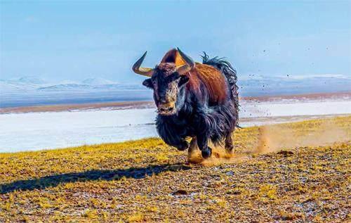 “飞羽视界”生态摄影月赛