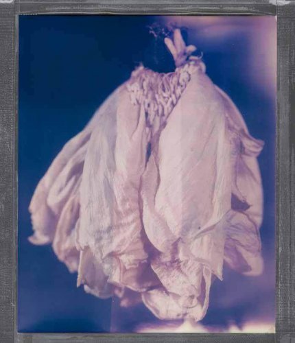 花之魂魄 美之流年