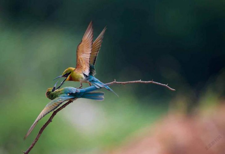 专注栗喉蜂虎的美