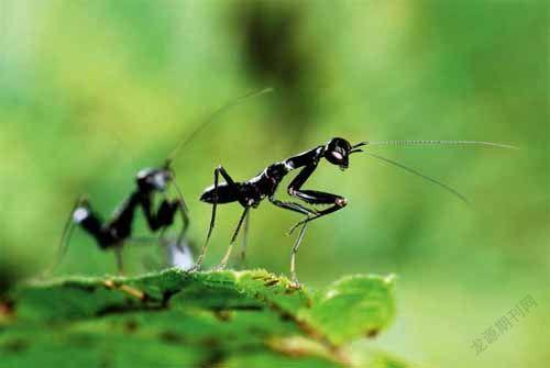 精灵神韵 可恼无声